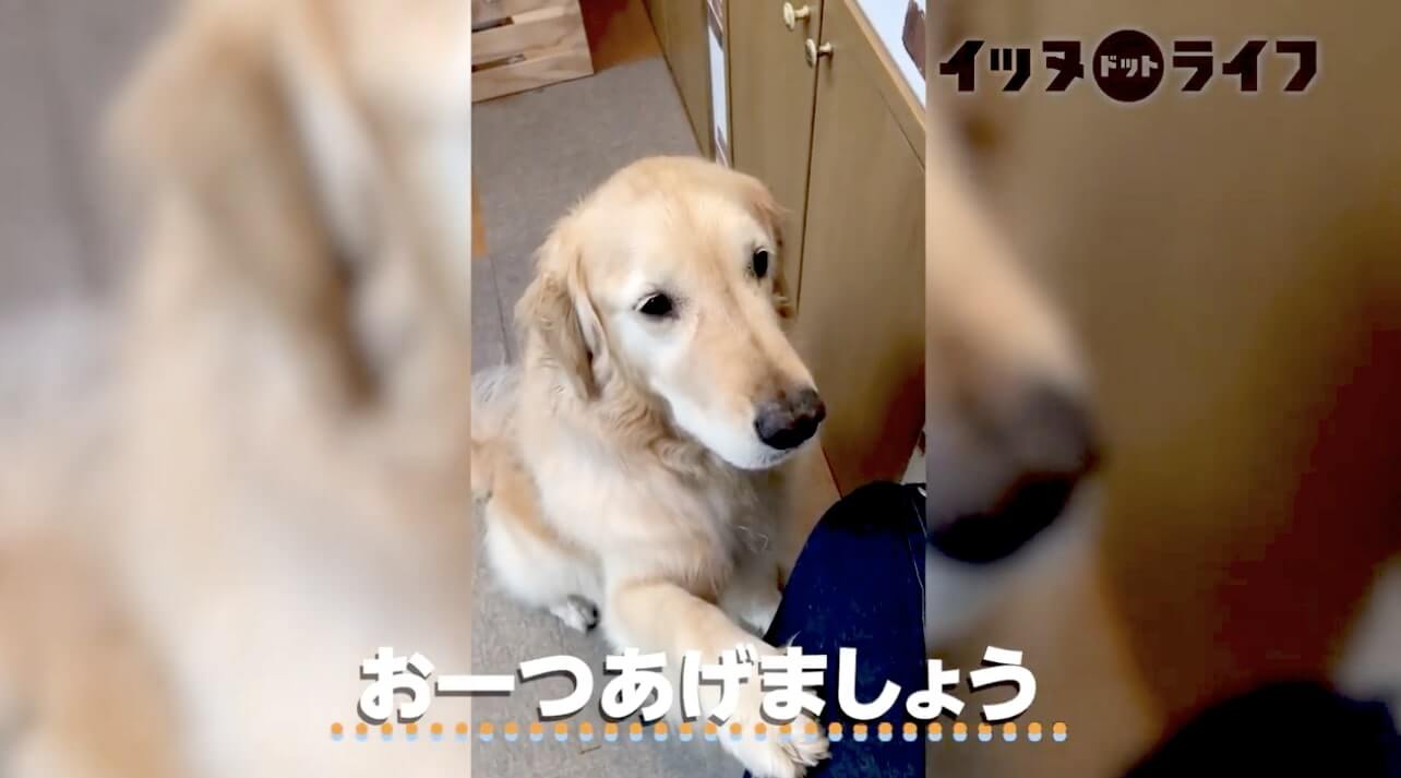 ゴールデン,動画,イッヌドットライフ