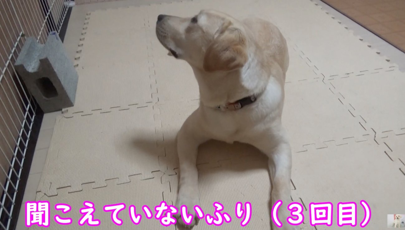 ラブラドールレトリーバー,動画