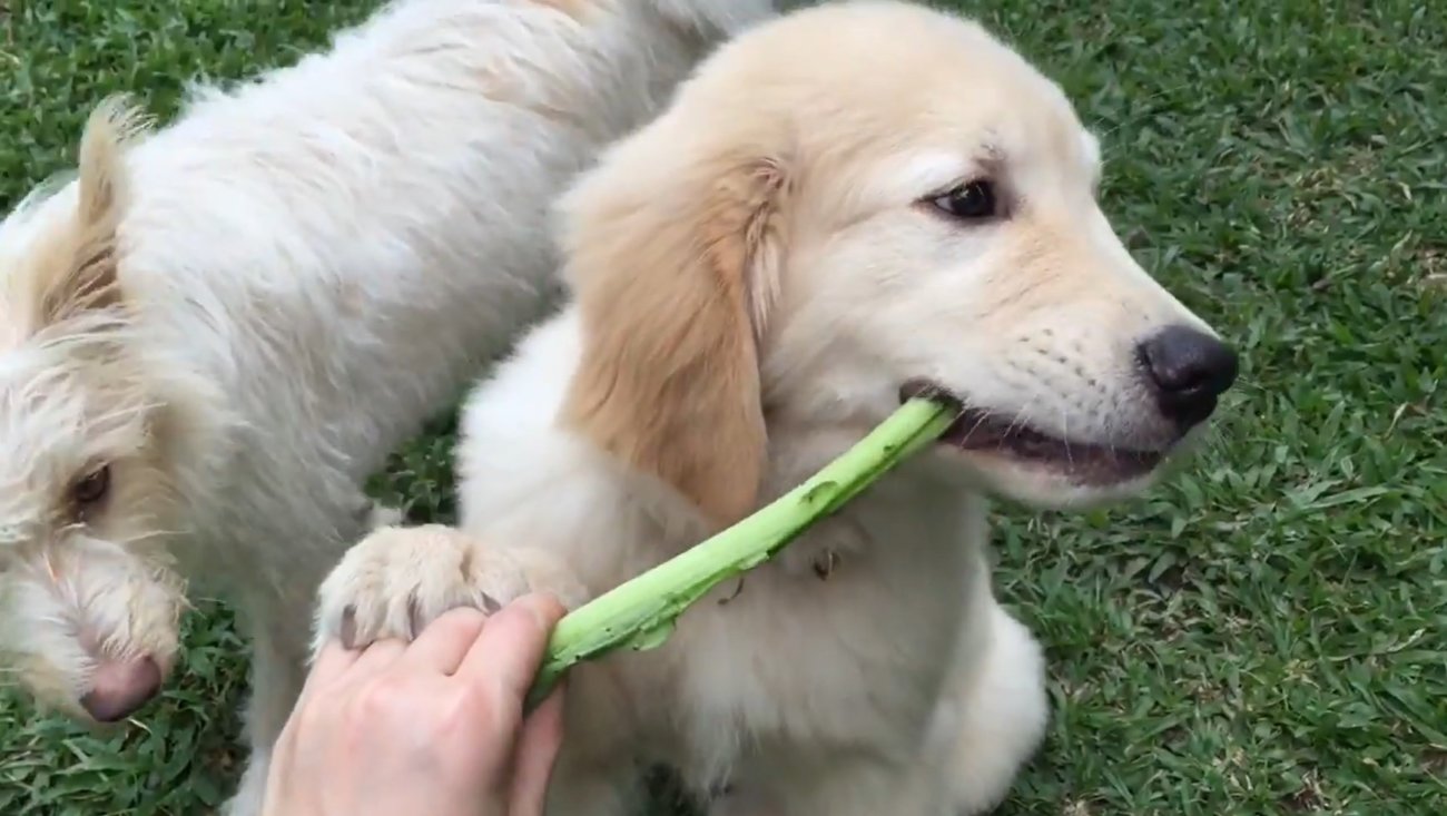 ゴールデンレトリーバー,動画