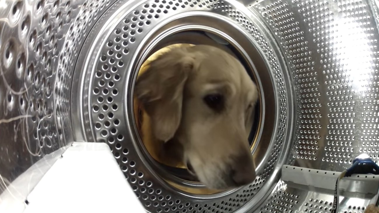 ゴールデンレトリーバー,動画