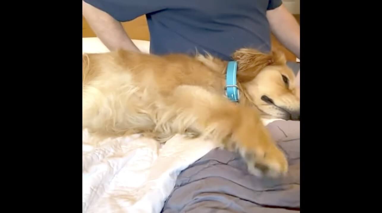 ゴールデンレトリーバー,動画