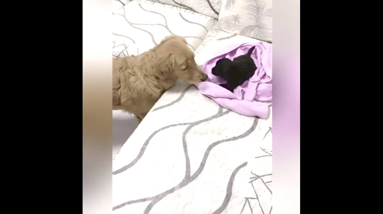 ゴールデンレトリーバー,動画