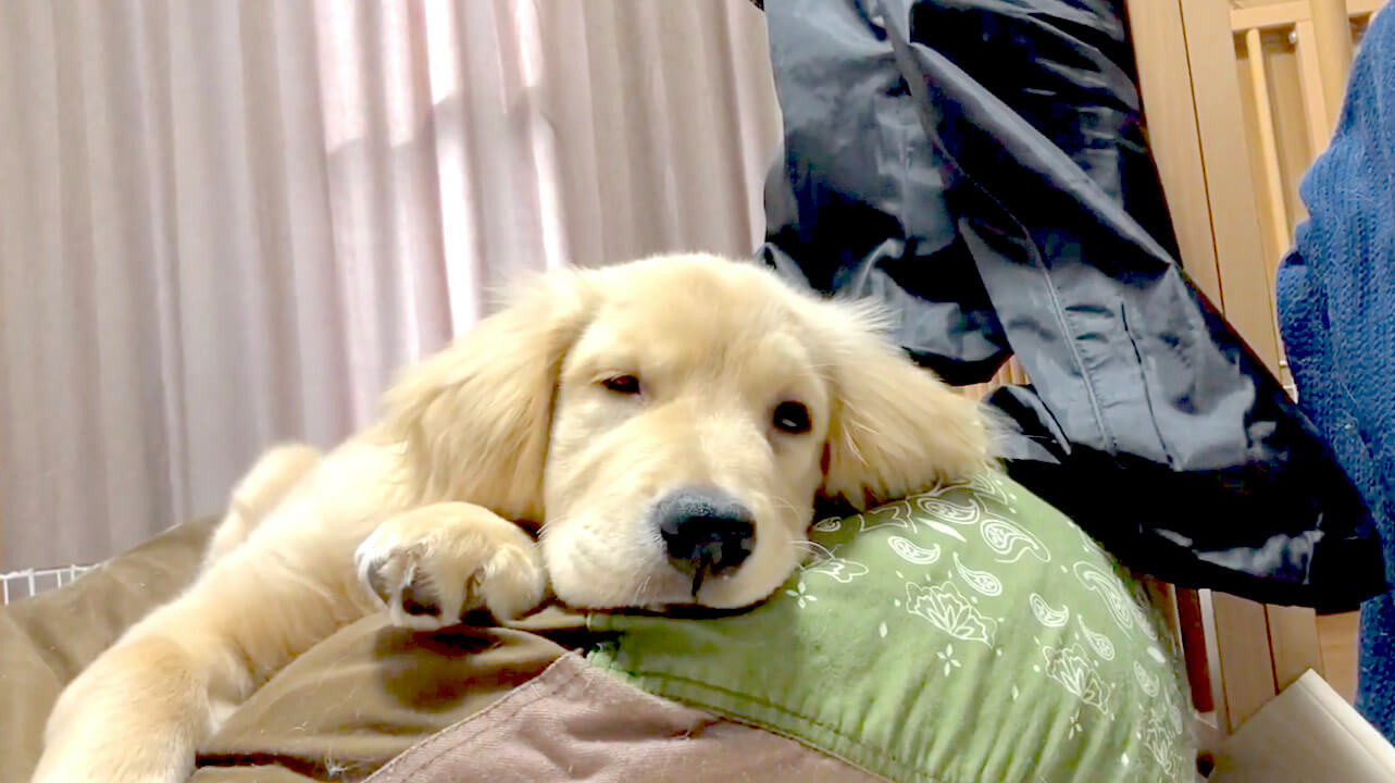 ゴールデンレトリーバー,動画