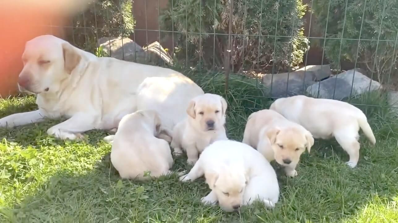 ラブラドールレトリーバー,動画