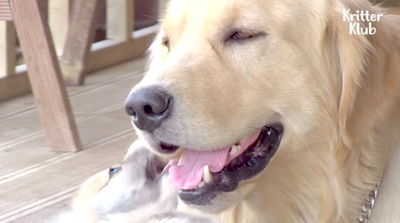 ゴールデンレトリーバー,動画