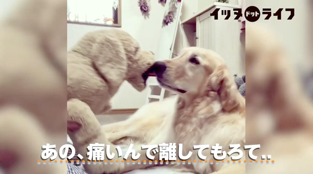 ゴールデン,動画,イッヌドットライフ