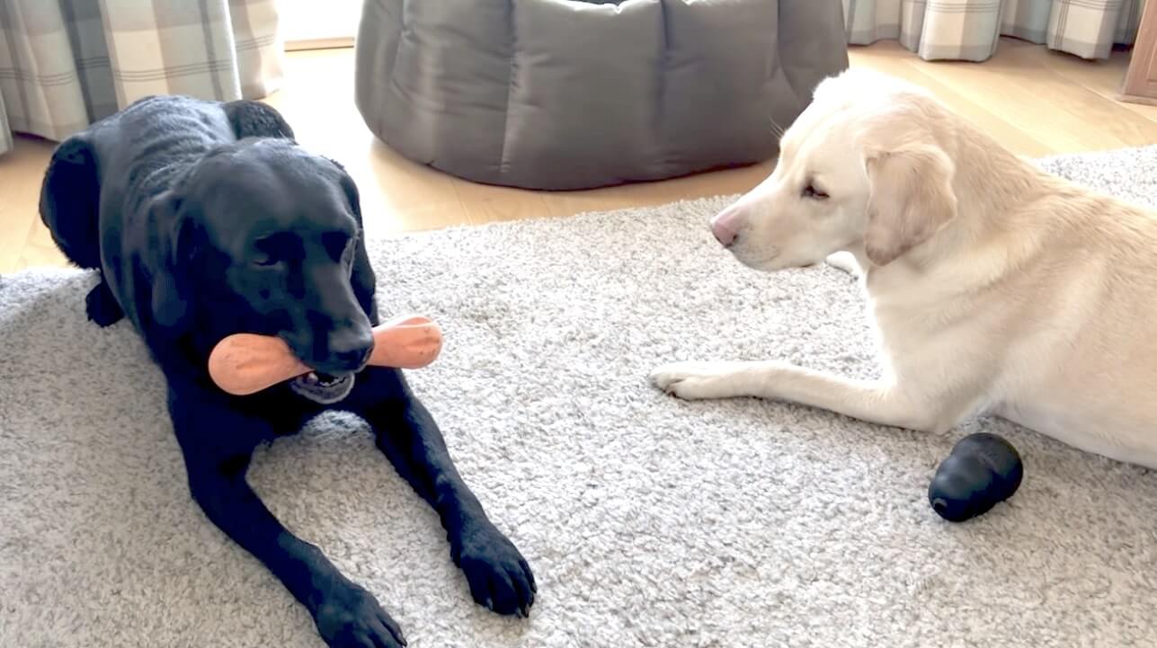 ラブラドールレトリーバー,動画