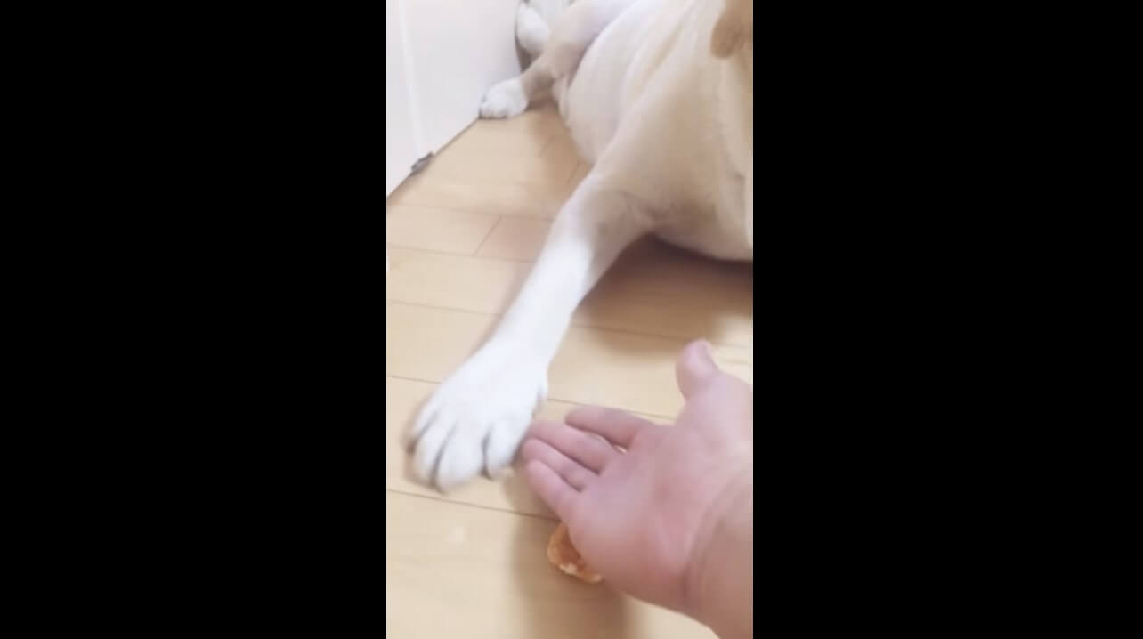 ラブラドールレトリーバー,動画