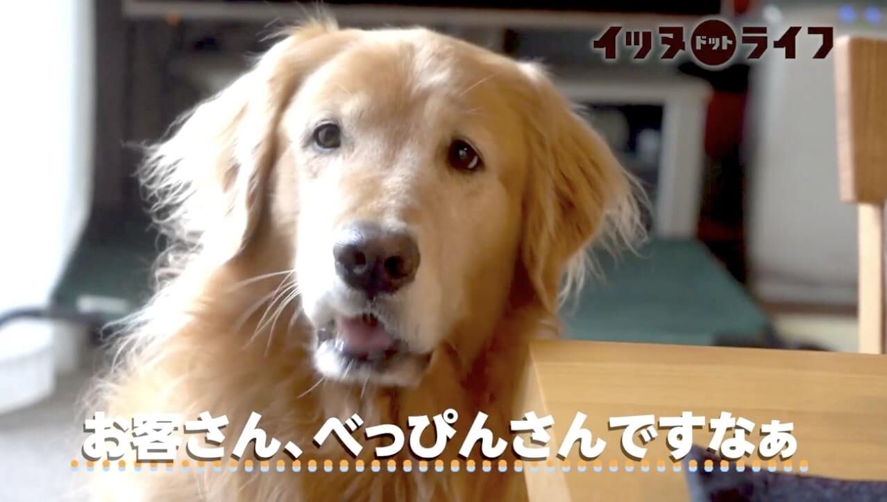 ゴールデン,動画,イッヌドットライフ