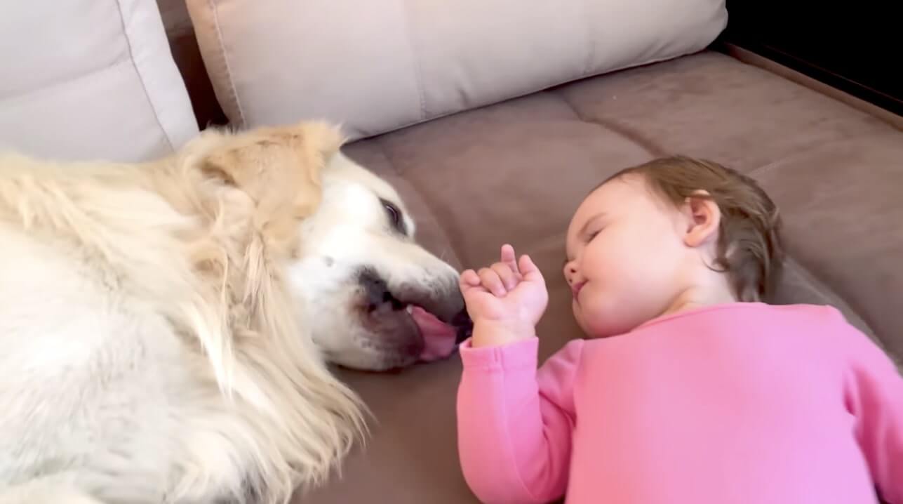 ゴールデンレトリーバー,動画