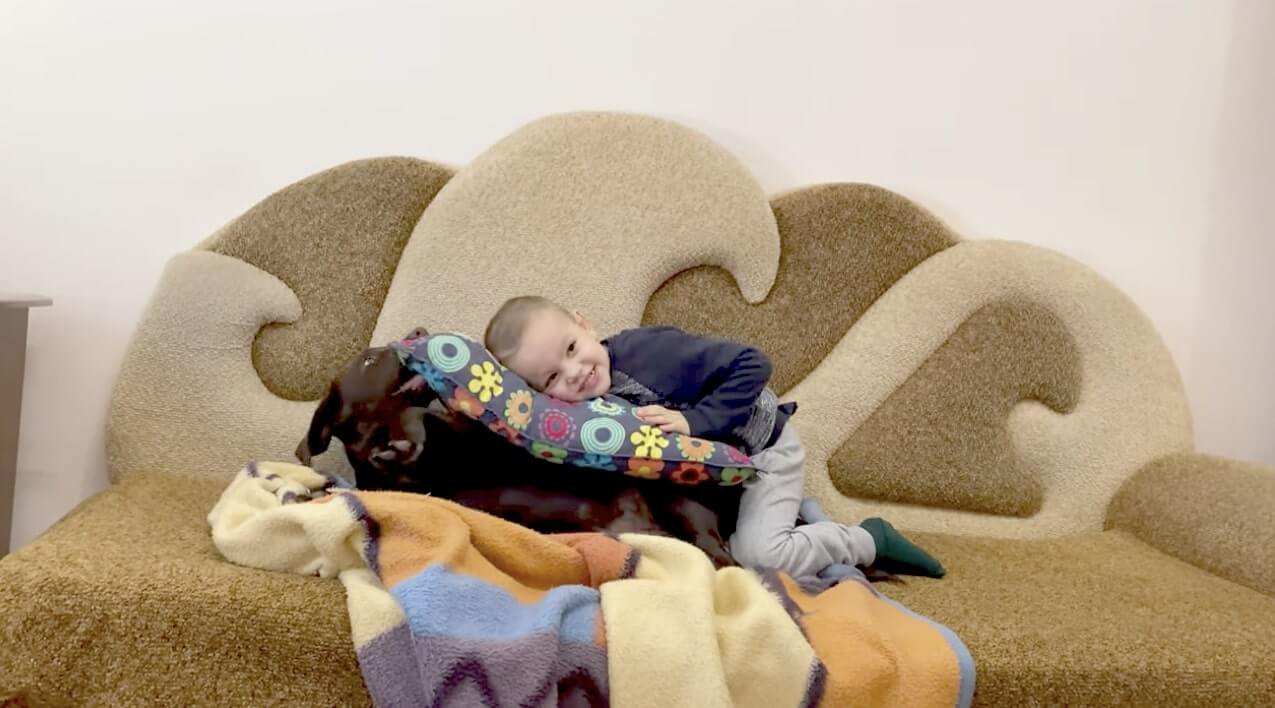 ラブラドールレトリーバー,動画