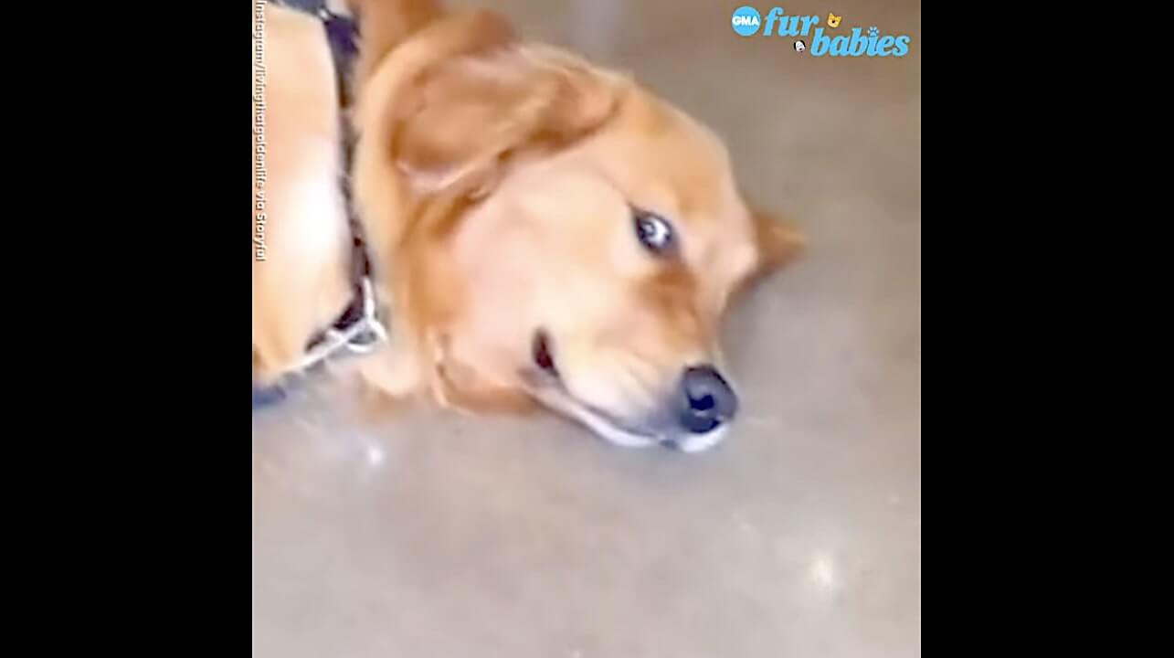 ゴールデンレトリーバー,動画