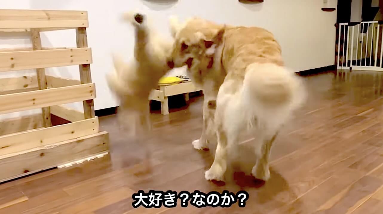 ゴールデンレトリーバー,動画