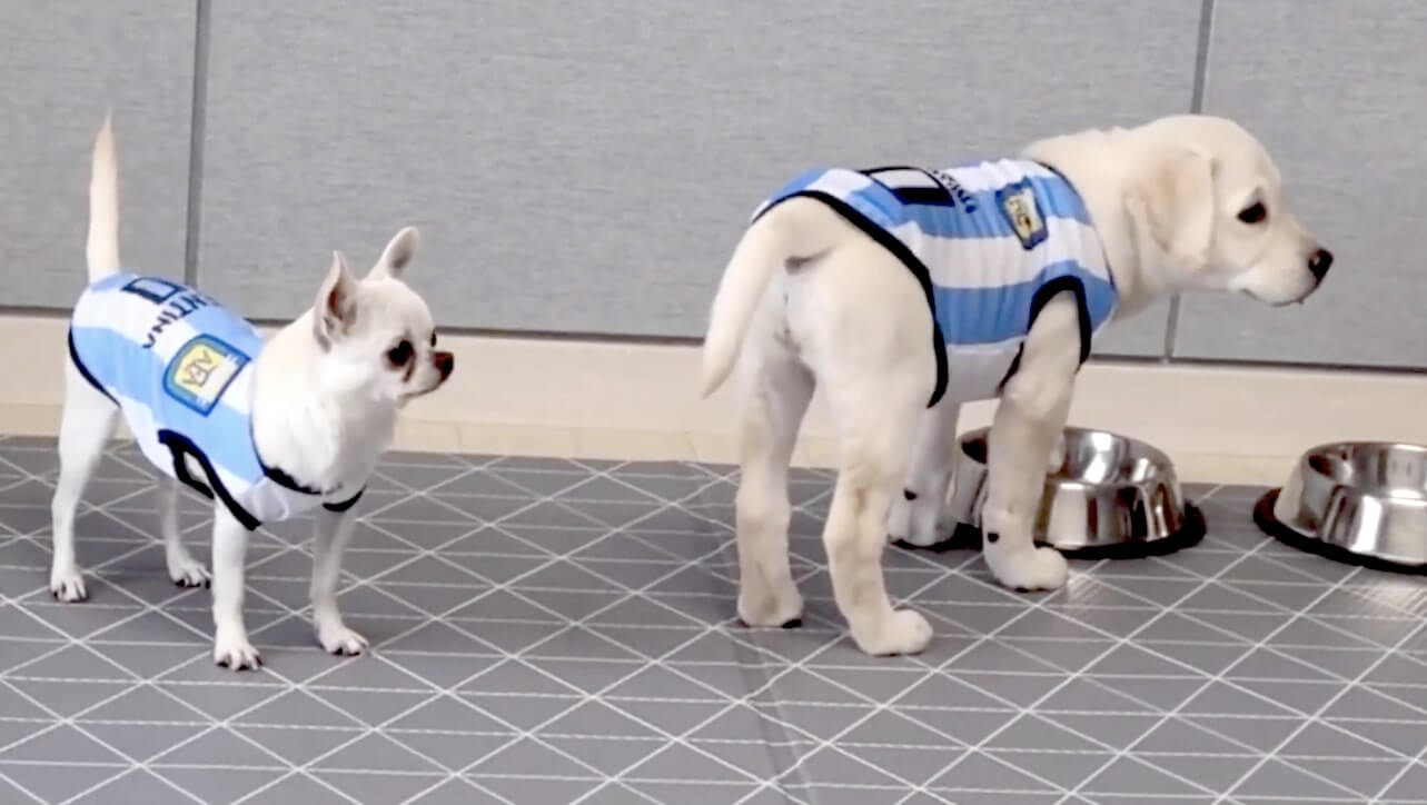 ラブラドールレトリーバー,動画