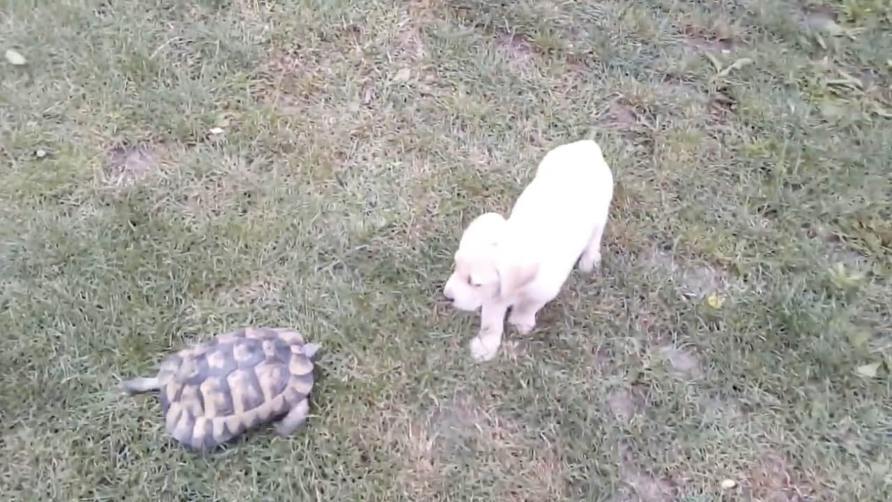 ラブラドールレトリーバー,動画