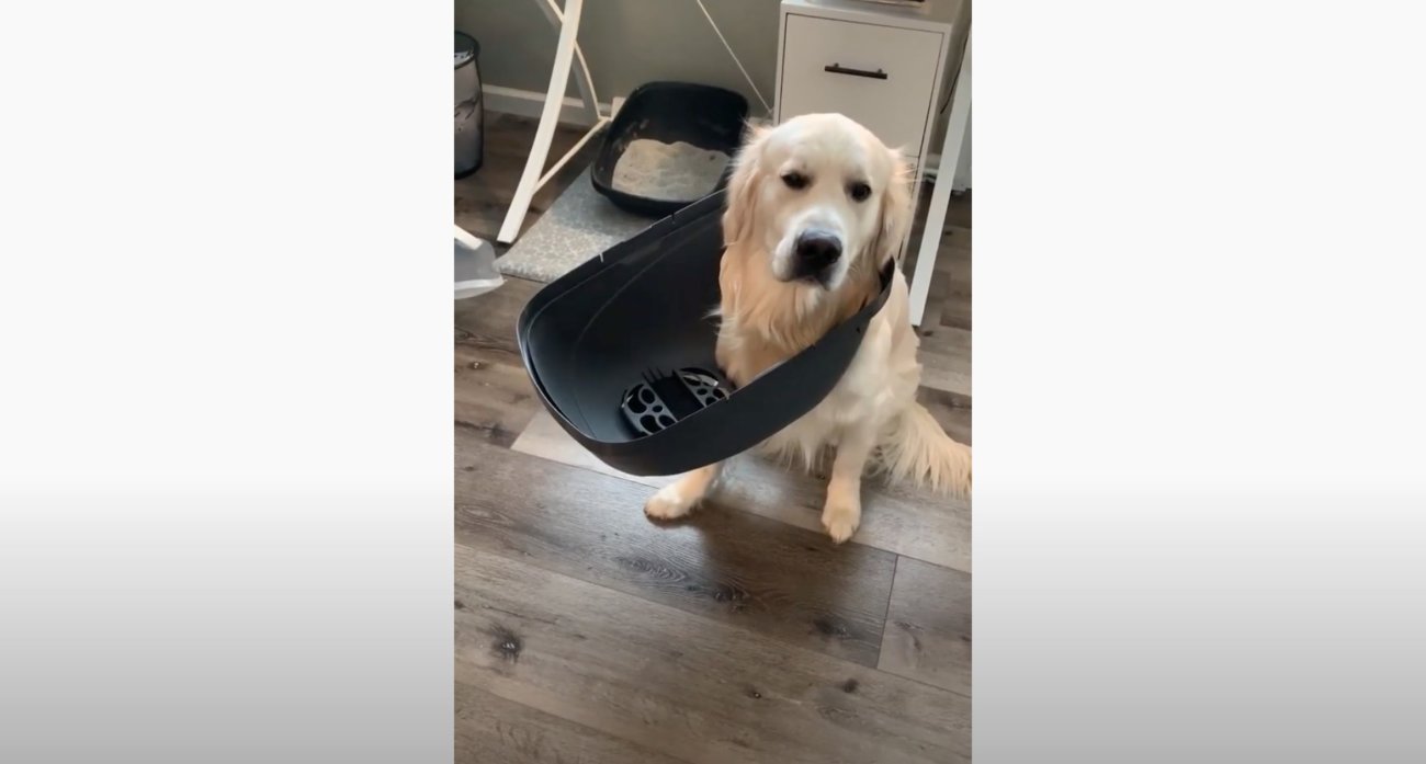 ゴールデンレトリーバー,動画