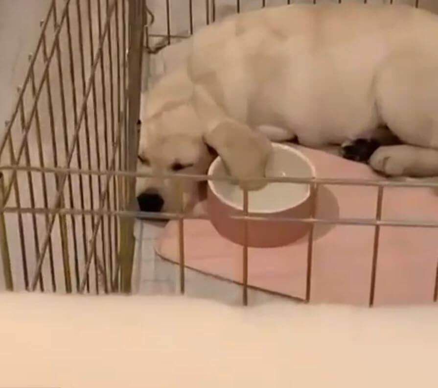 ラブラドールレトリーバー,動画