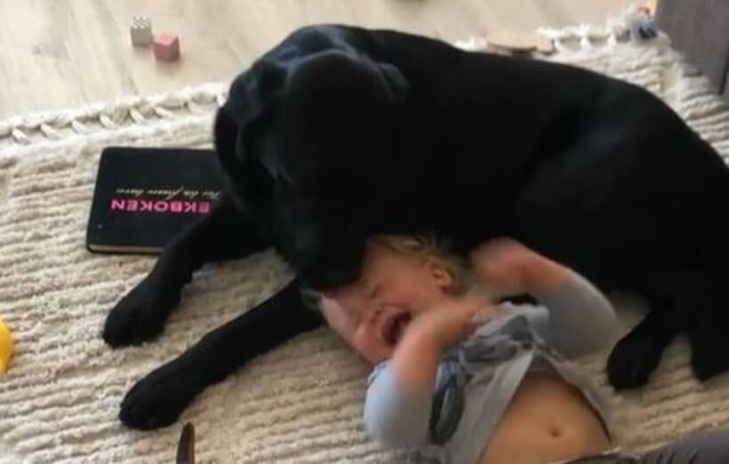 ラブラドールレトリーバー,動画