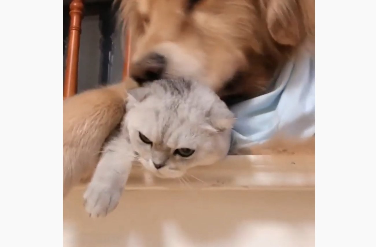 ゴールデンレトリーバー,動画