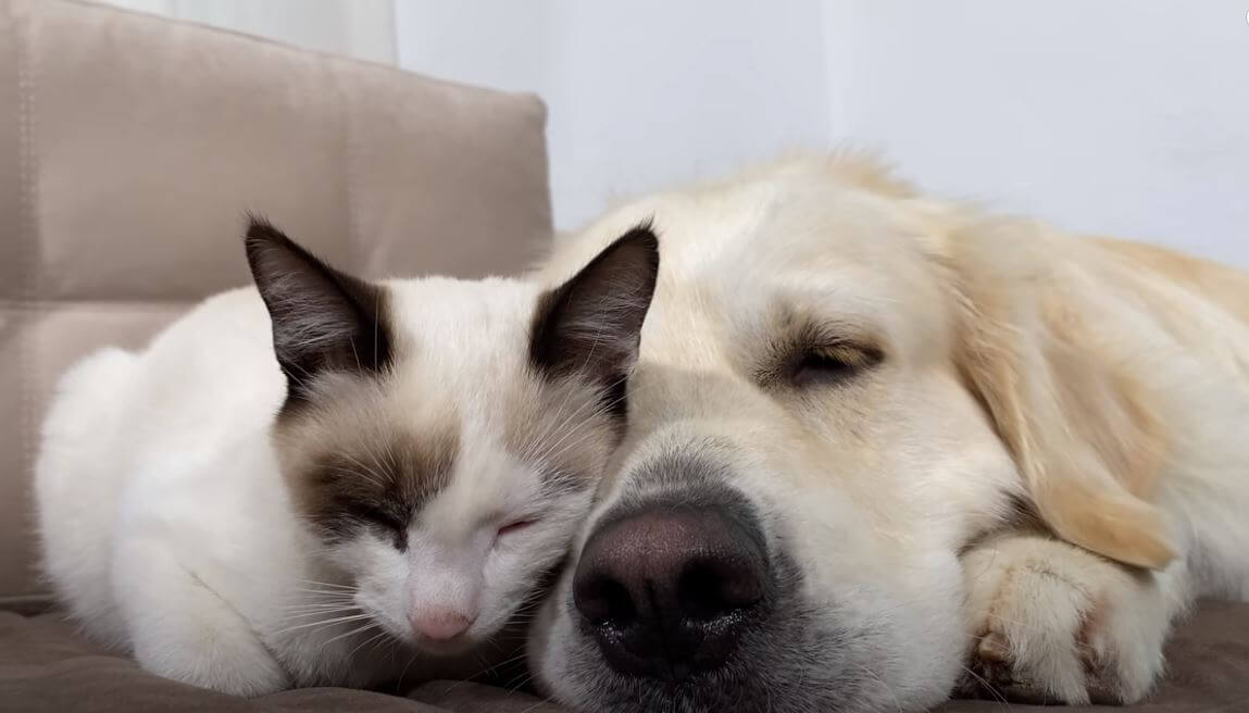 ゴールデンレトリーバー,動画