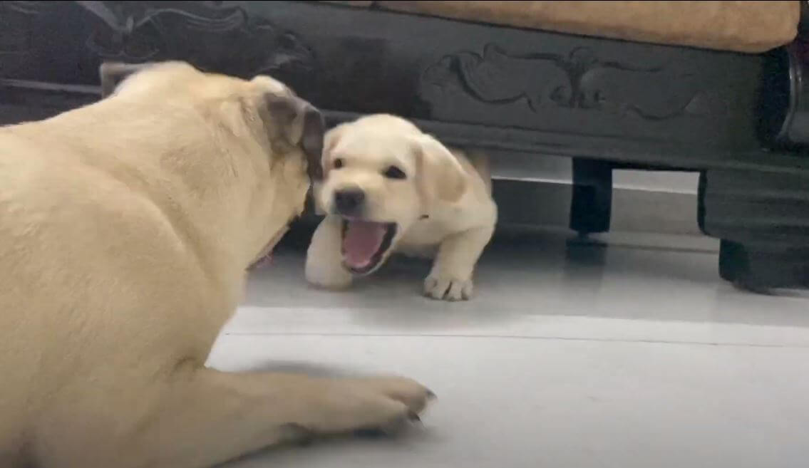 ラブラドールレトリーバー,動画