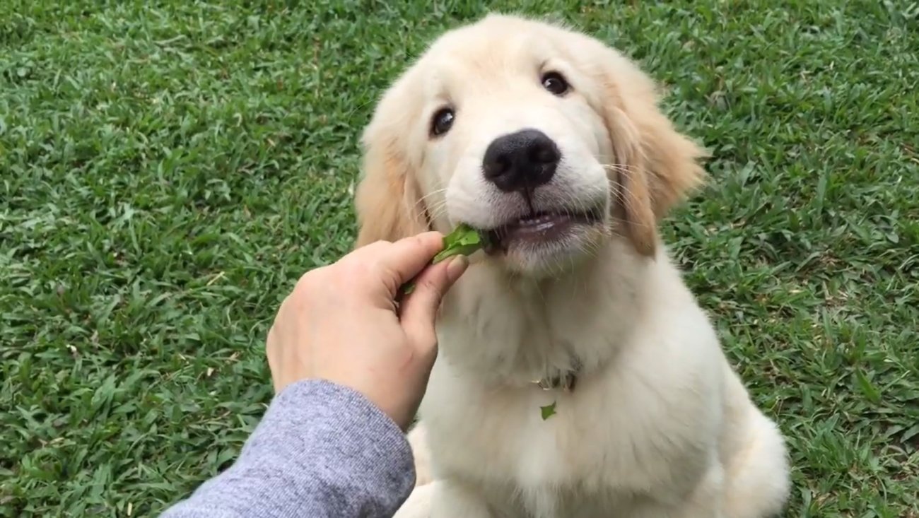 ゴールデンレトリーバー,動画