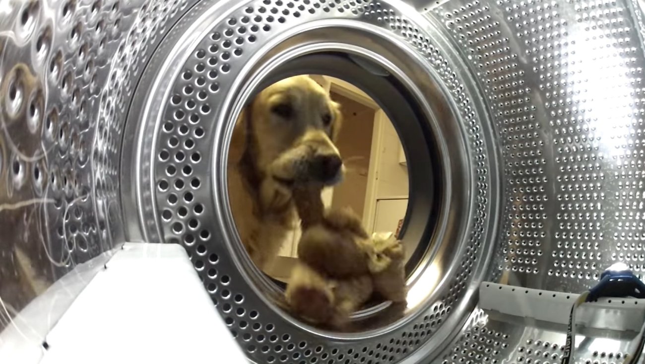 ゴールデンレトリーバー,動画