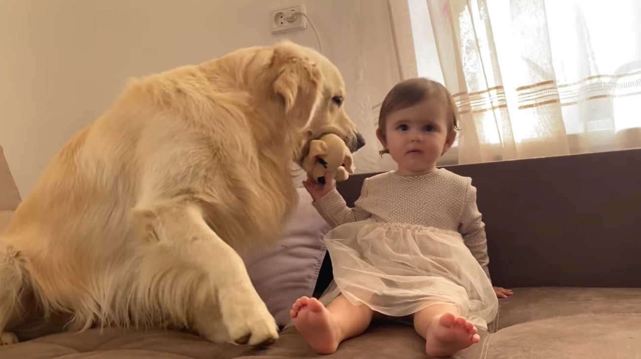 ゴールデンレトリーバー,動画