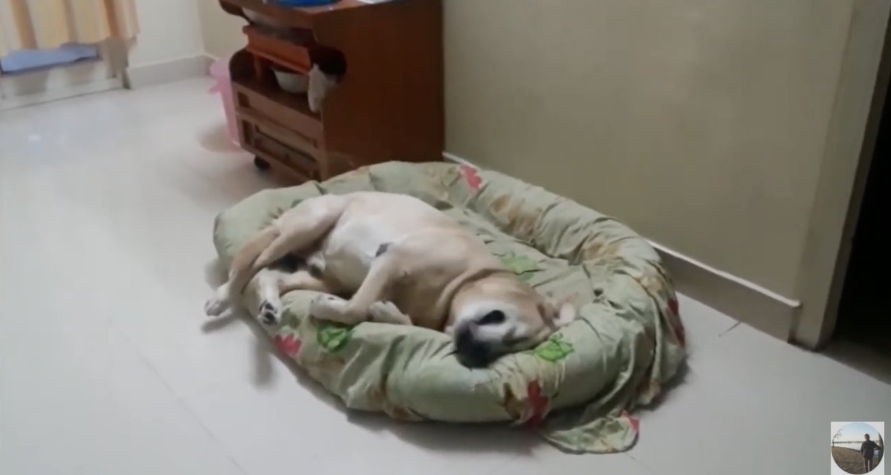 ラブラドールレトリーバー,動画