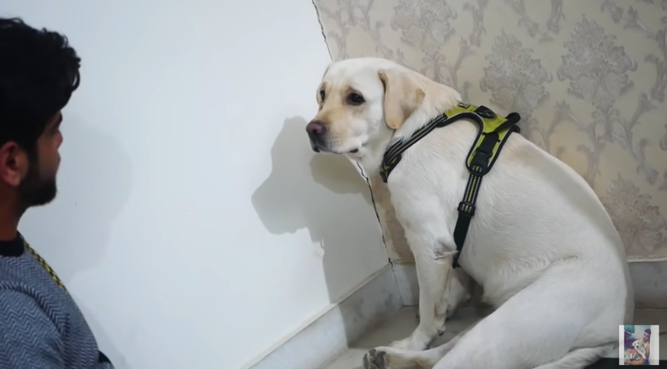 ラブラドールレトリーバー,動画