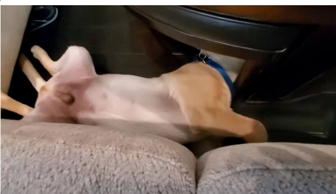 ラブラドールレトリーバー,動画