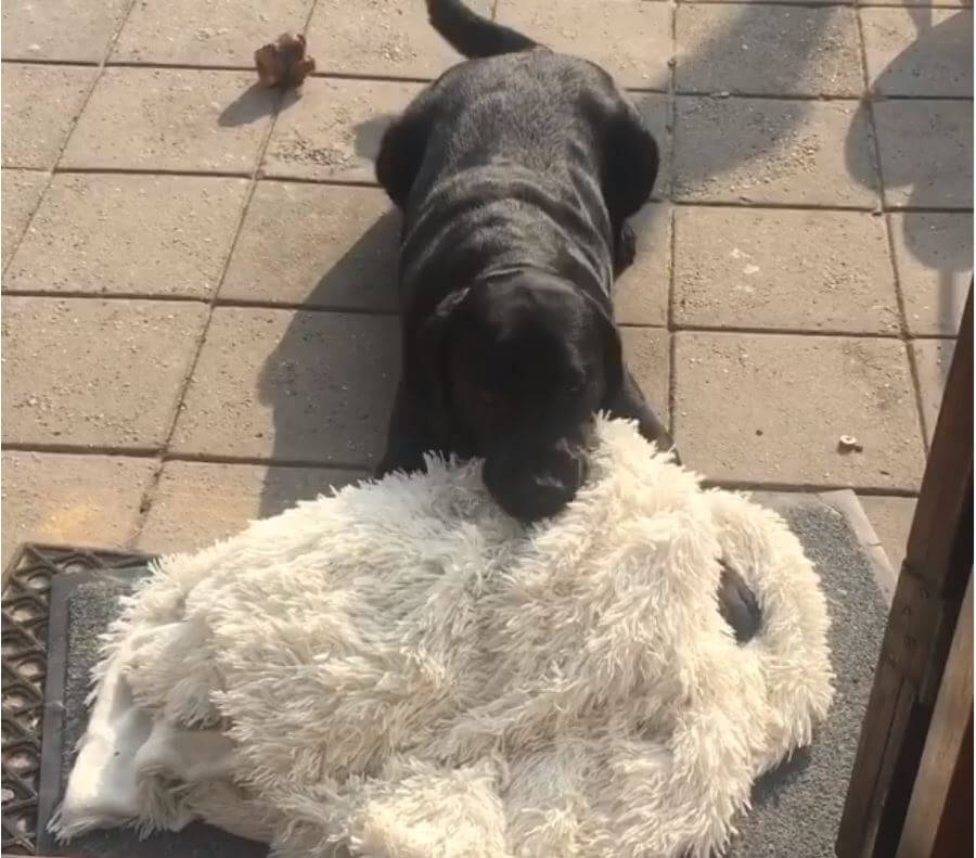 ラブラドールレトリーバー,動画