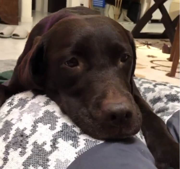 ラブラドールレトリーバー,動画