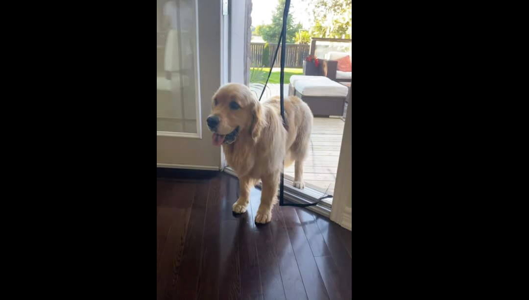 ゴールデンレトリーバー,動画