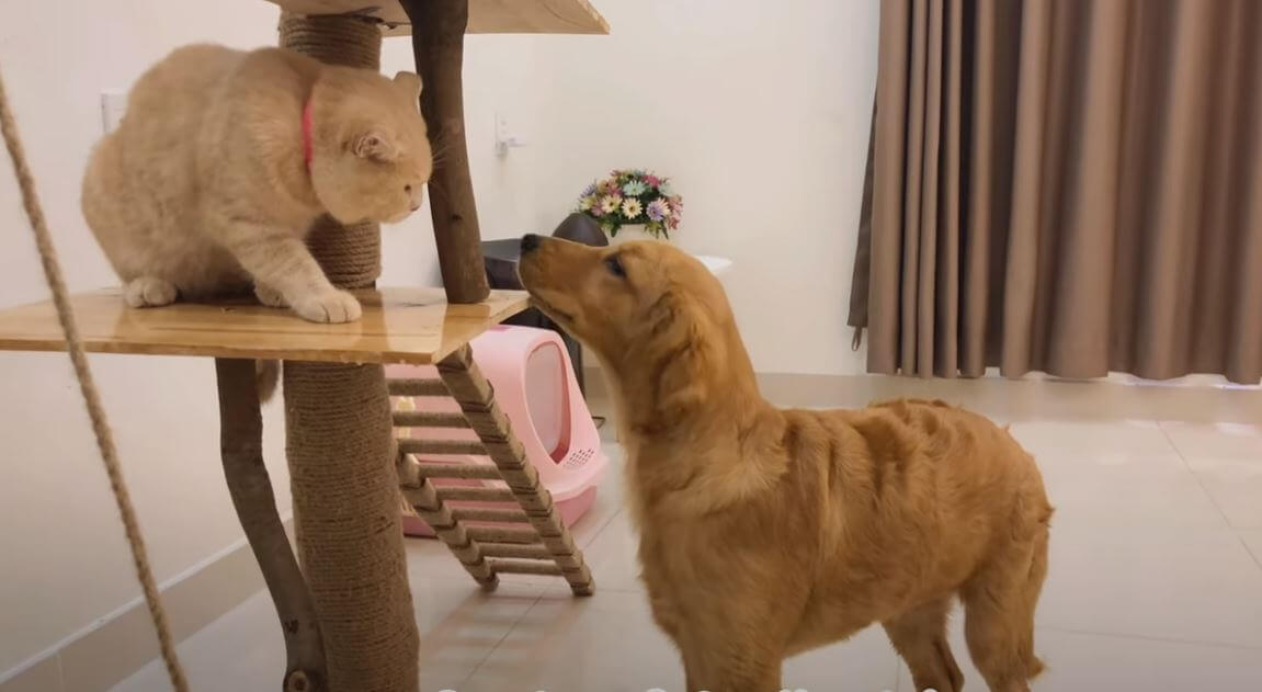 ゴールデンレトリーバー,動画