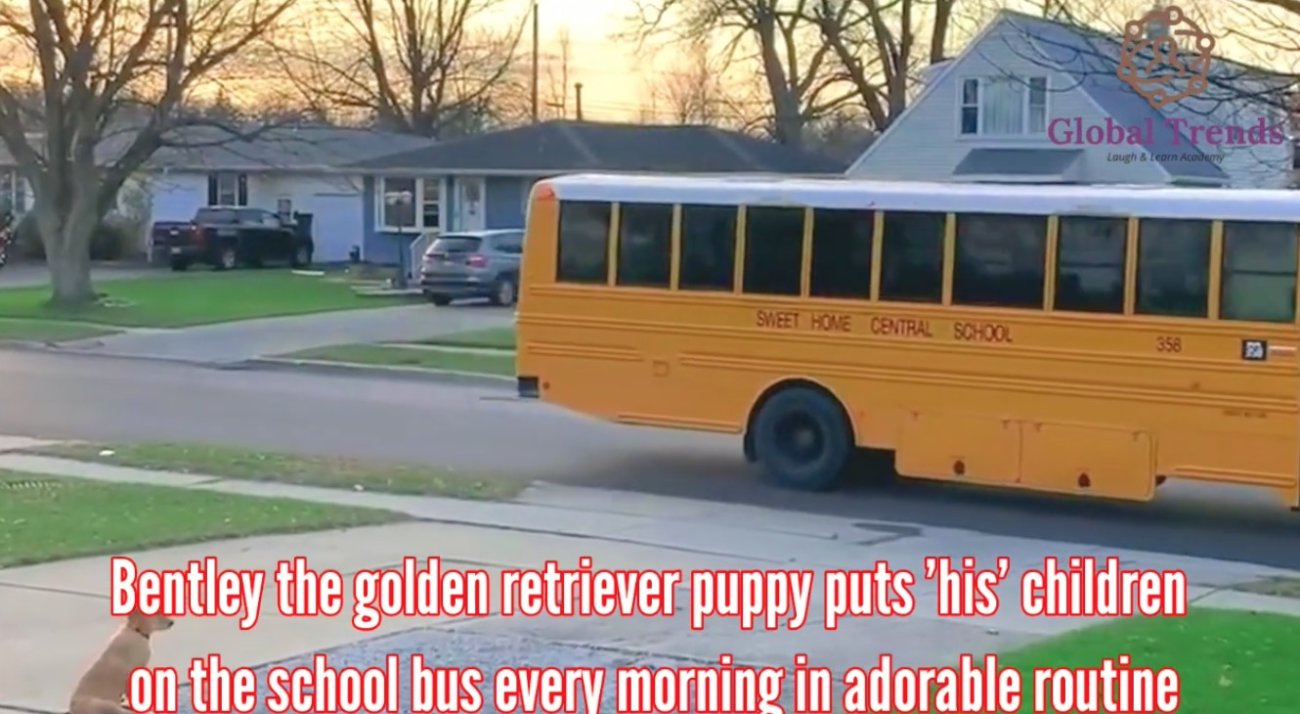 ゴールデンレトリーバー,動画