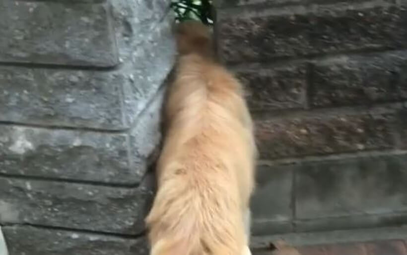 ゴールデンレトリーバー,動画