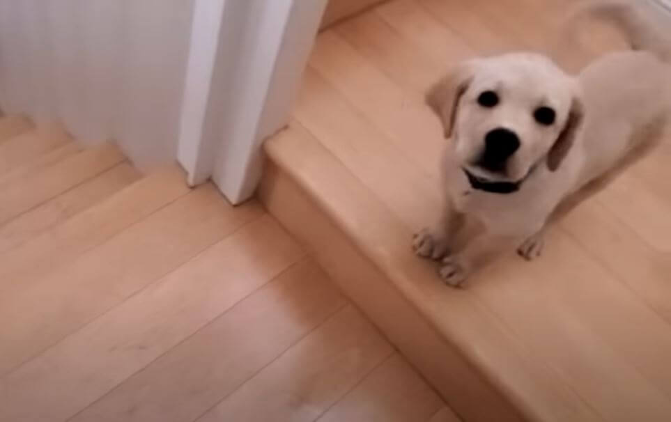 ラブラドールレトリーバー,動画