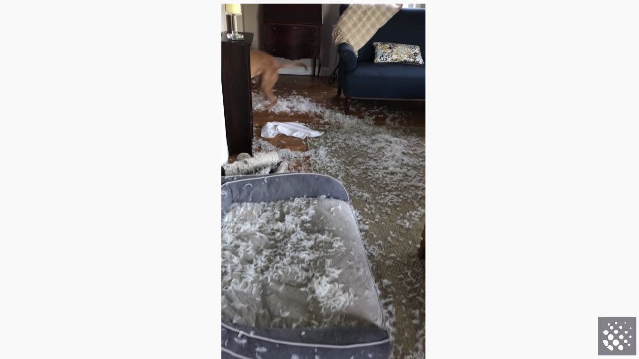 ラブラドールレトリーバー,動画