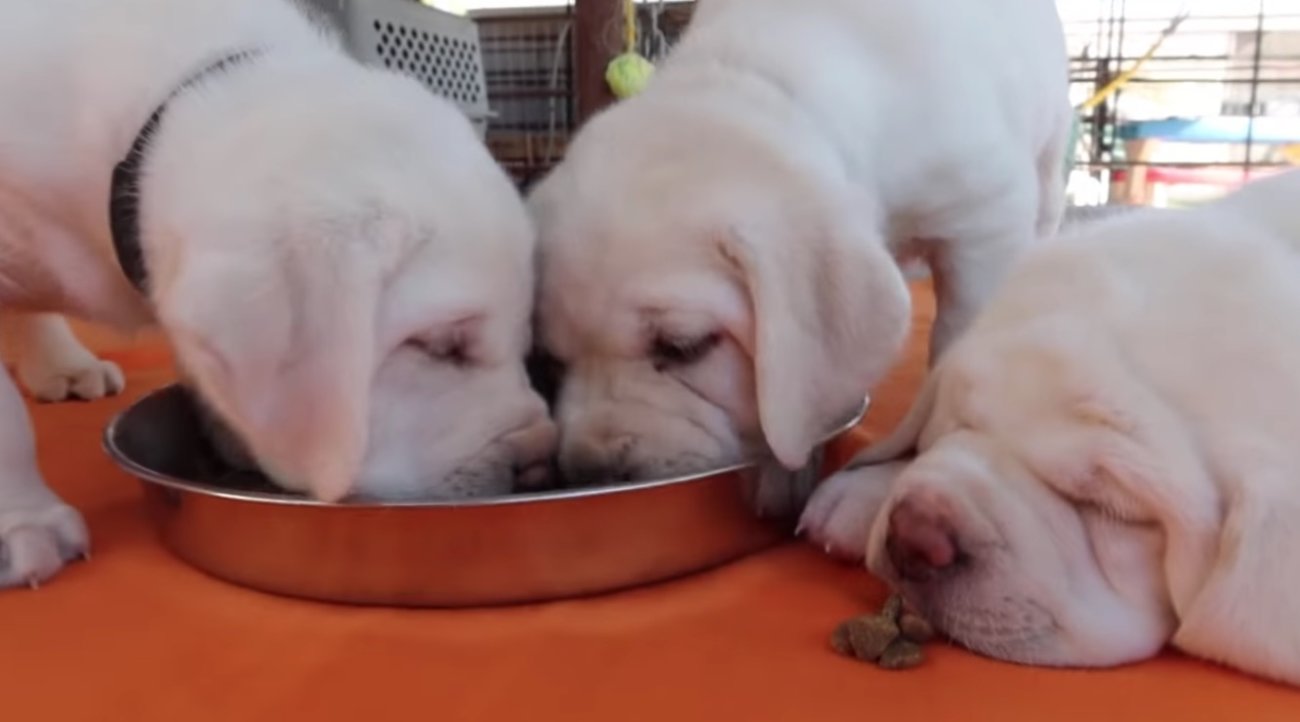 ラブラドールレトリーバー,動画