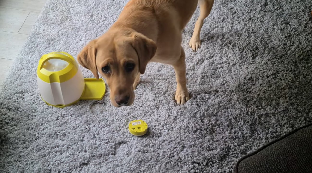 ラブラドールレトリーバー,動画