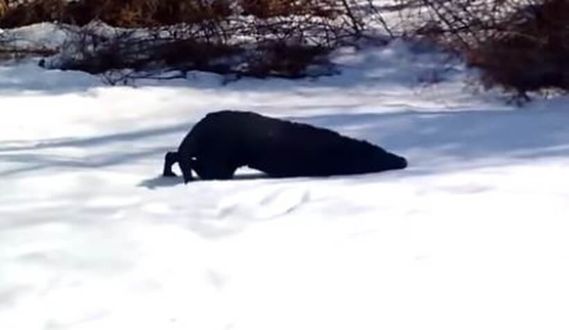 ラブラドールレトリーバー,動画