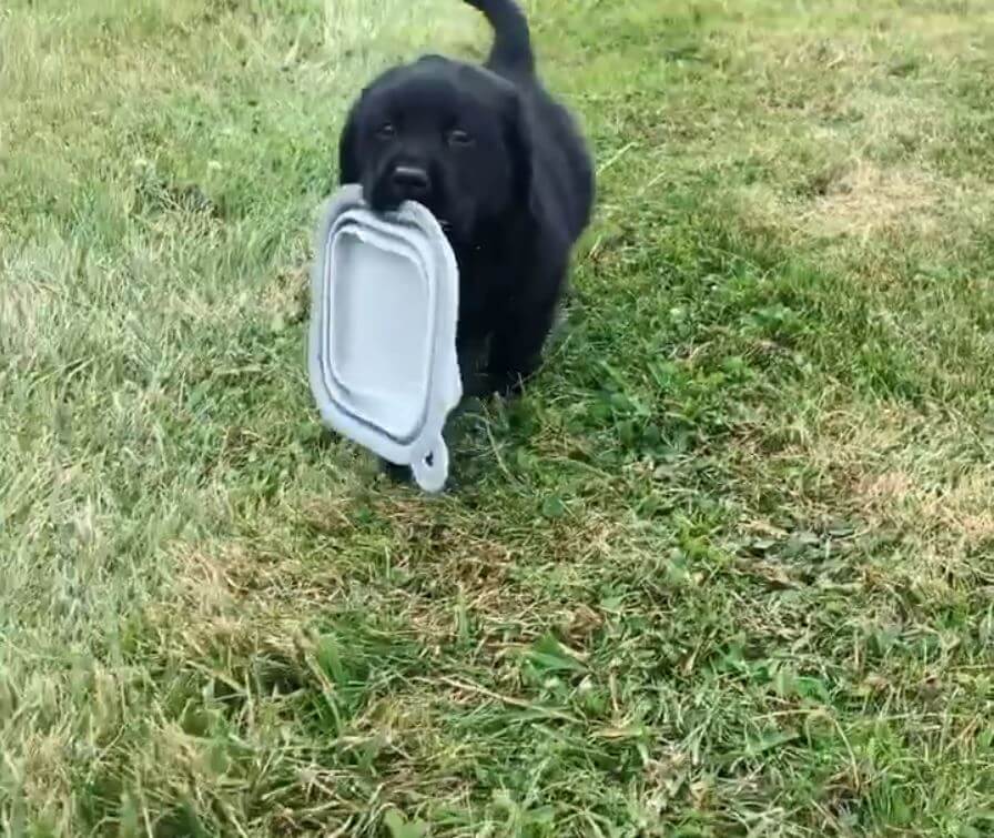 ラブラドールレトリーバー,動画