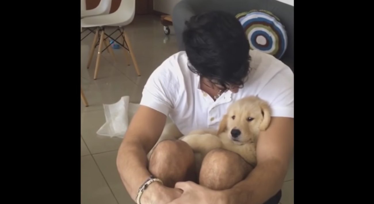 ゴールデンレトリーバー,動画