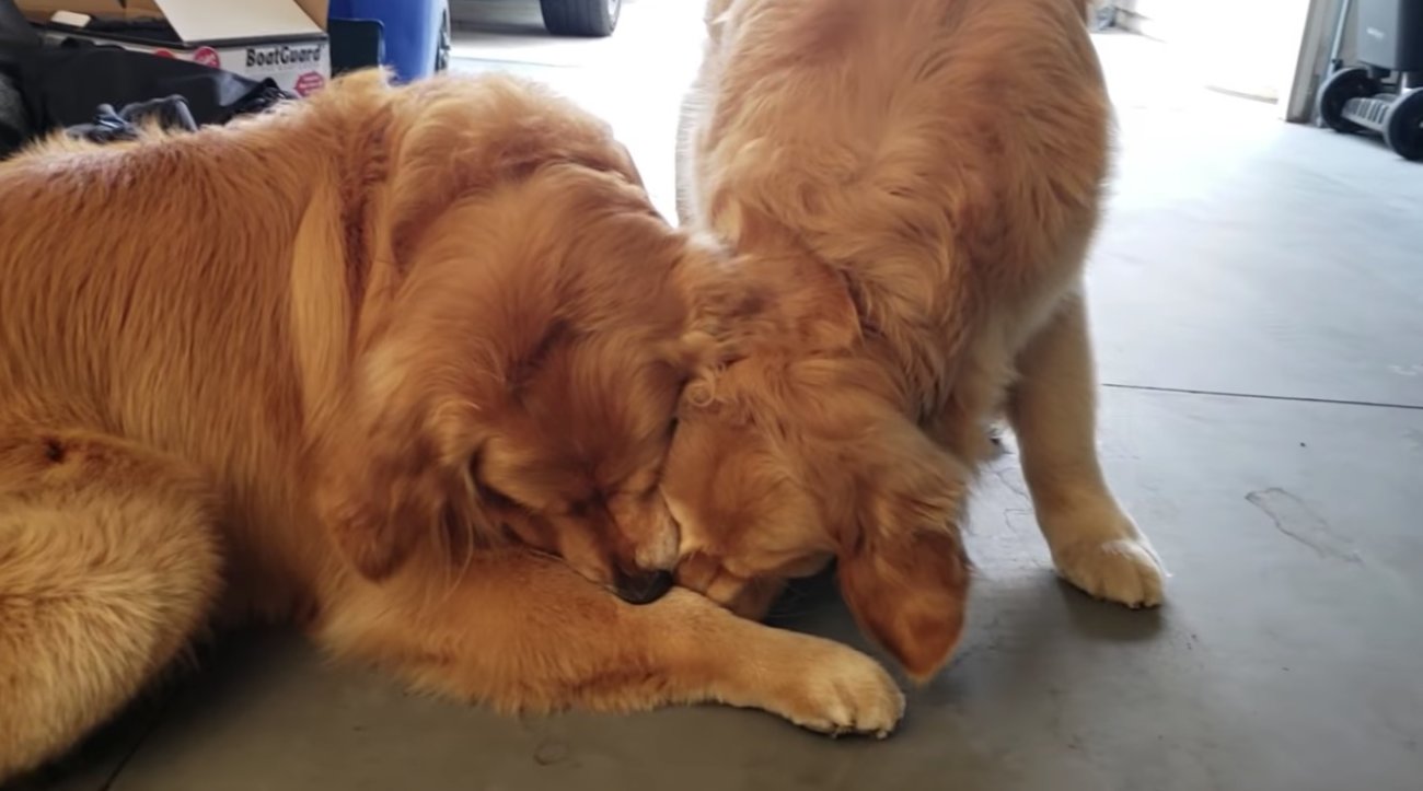 ゴールデンレトリーバー,動画