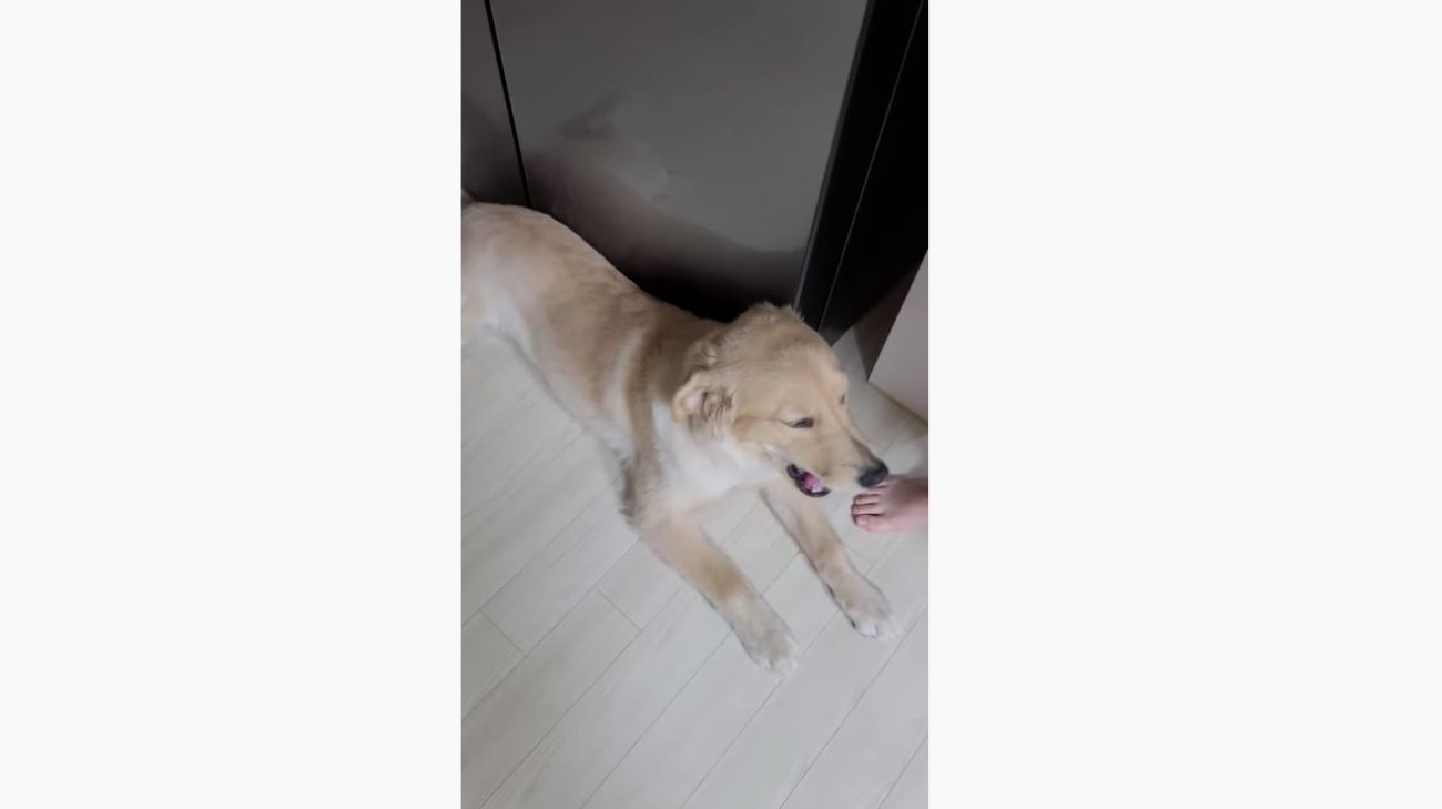 ゴールデンレトリーバー,動画