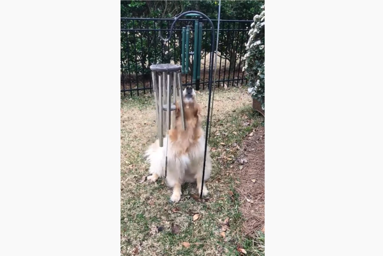 ゴールデンレトリーバー,動画