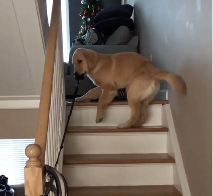 ゴールデンレトリーバー,動画