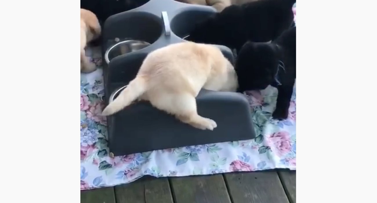 ラブラドールレトリーバー,動画