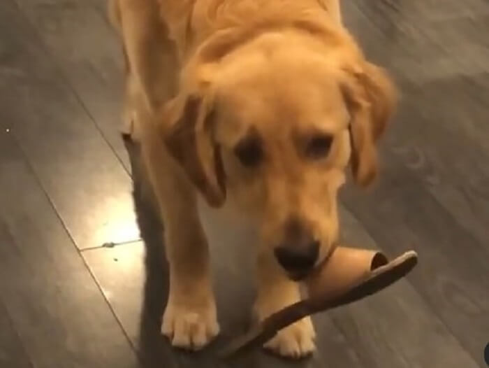 ゴールデンレトリーバー,動画